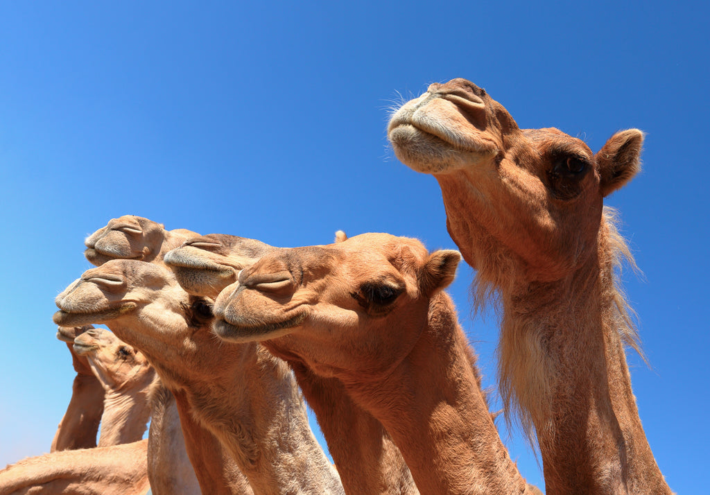 A History of Camels and Camel Milk