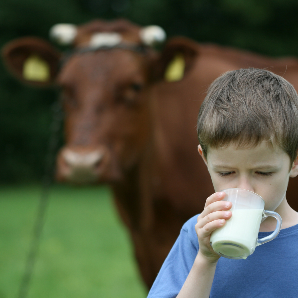 Addiction to Cow's Milk is a Real Thing