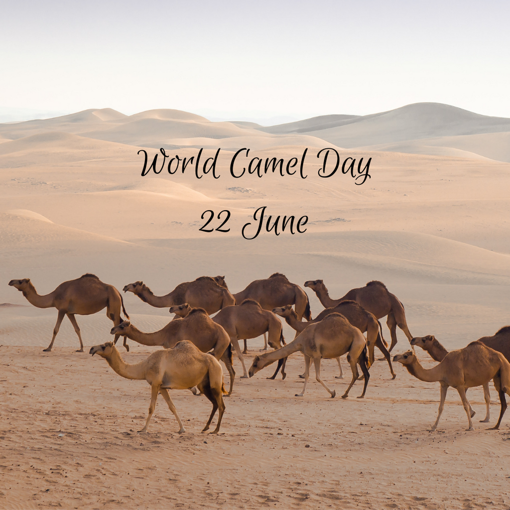 Camel Health and Welfare at Camelicious