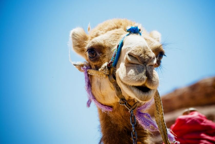 Intriguing Ways Camels Have Adapted to Survive in their Harsh Environment - Camelicious USA