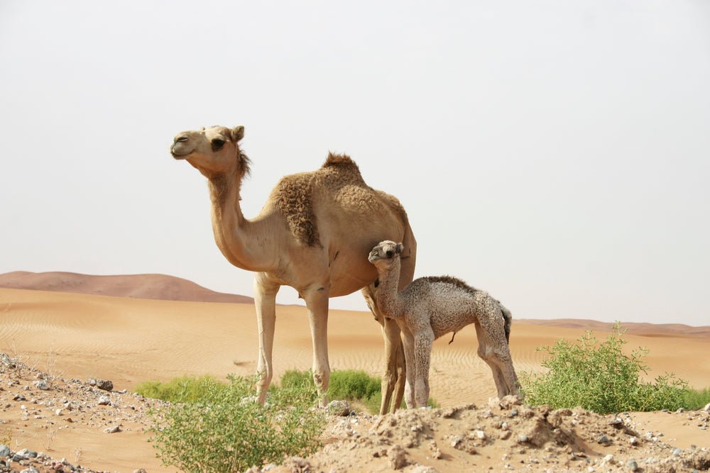 The Natural Superior Nutrition of Camel Milk - Camelicious USA